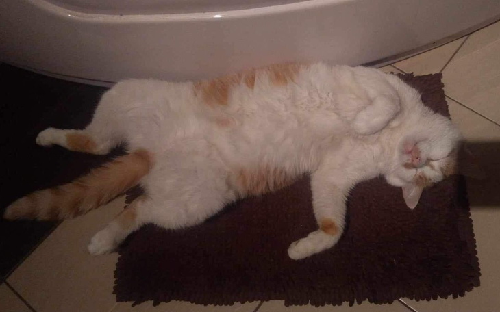 Zbiórka Operacja nowotworu u kota - zdjęcie główne