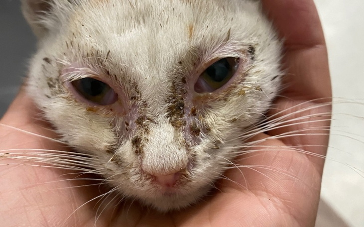 Zbiórka Pomóżcie Mimi - zdjęcie główne