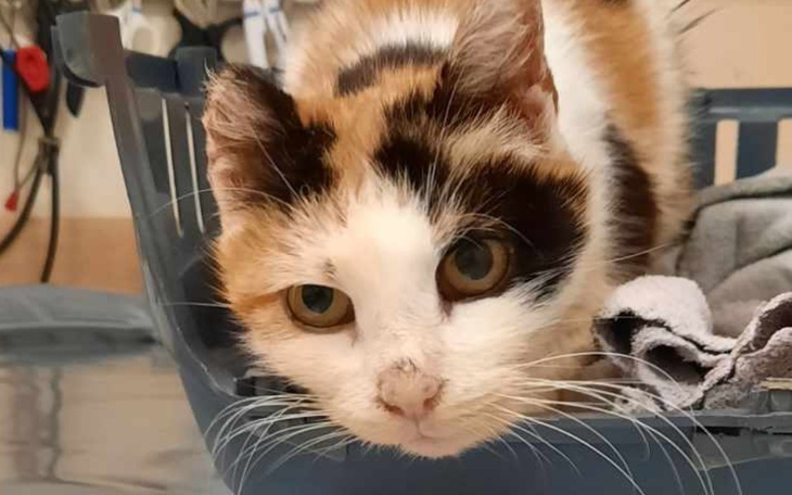 Zbiórka Sama nie dała rady Kocia mama - zdjęcie główne