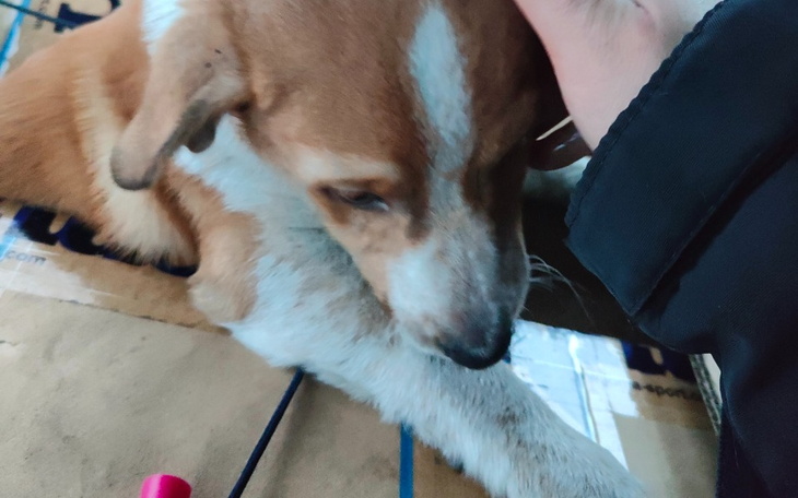 Zbiórka Na pomoc zwierzakom2 - zdjęcie główne