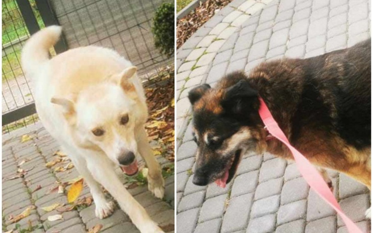 Zbiórka Przewóz psów - zdjęcie główne