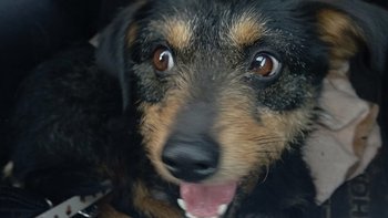 Zbiórka Akcja poszukiwawcza Pimpusia - miniaturka zdjęcia