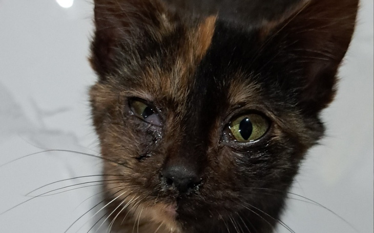 Zbiórka Na ratowanie kociaka - zdjęcie główne