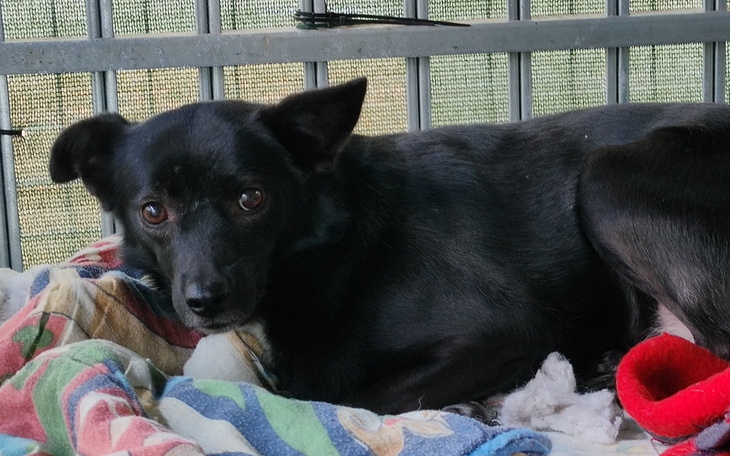 Czarny pies leżący na kocach w klatce.