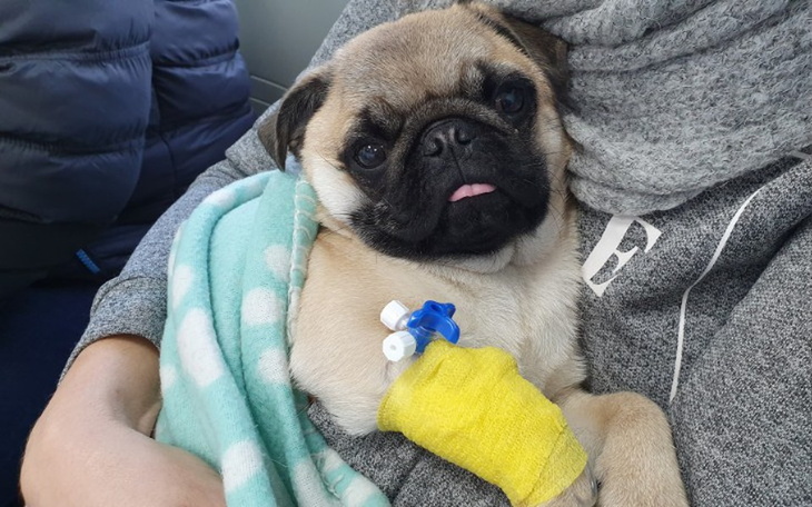 Zbiórka Na operację dla mopsika Willusia - zdjęcie główne