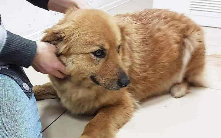 Zbiórka Psy uratowane z piekła CHRCYNNE - zdjęcie główne