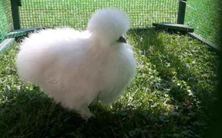 Zbiórka Hodowla drobiu - zdjęcie główne