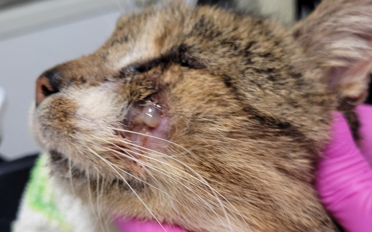 Zbiórka Wielki ból w małym ciele Ryś - zdjęcie główne