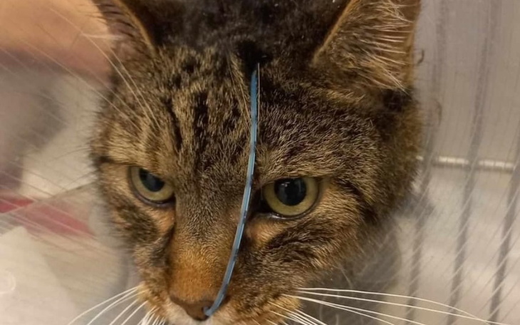 Zbiórka dla Boczka - zdjęcie główne