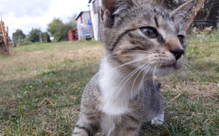Zbiórka Daj piątaka na kociaka! - zdjęcie główne