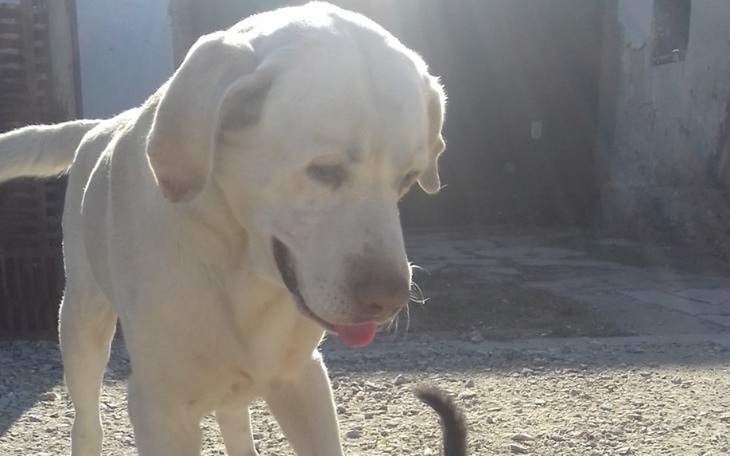 Zbiórka Operacja Rafiego - zdjęcie główne