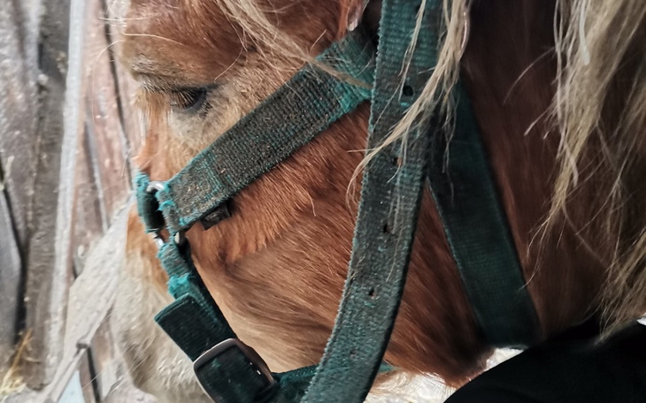 Zbliżenie na konia z uprzężą, w naturalnym otoczeniu.