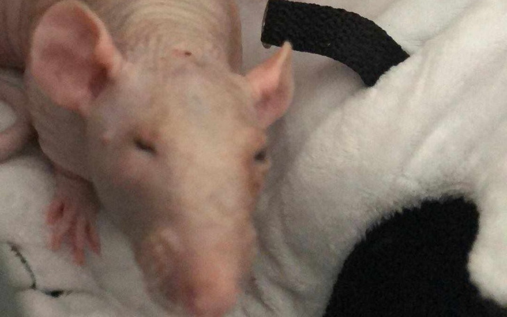 Zbiórka Janusz - ogoniasty łysolek - zdjęcie główne