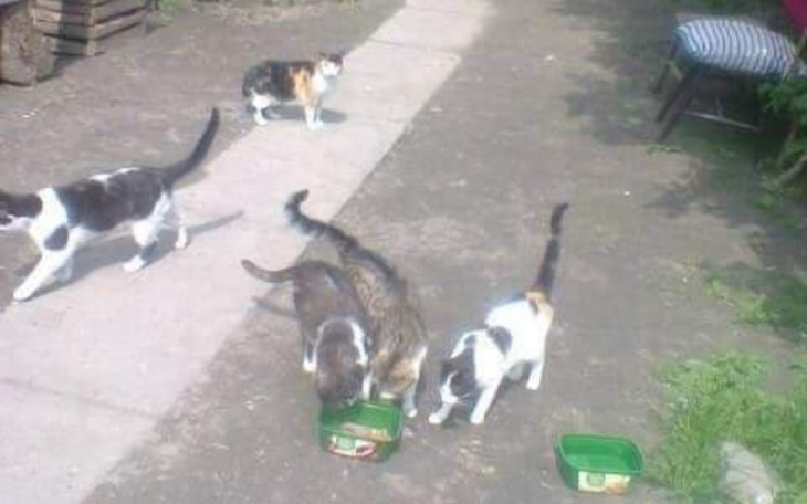 Zbiórka Na karmę dla głodnych kociaków - zdjęcie główne