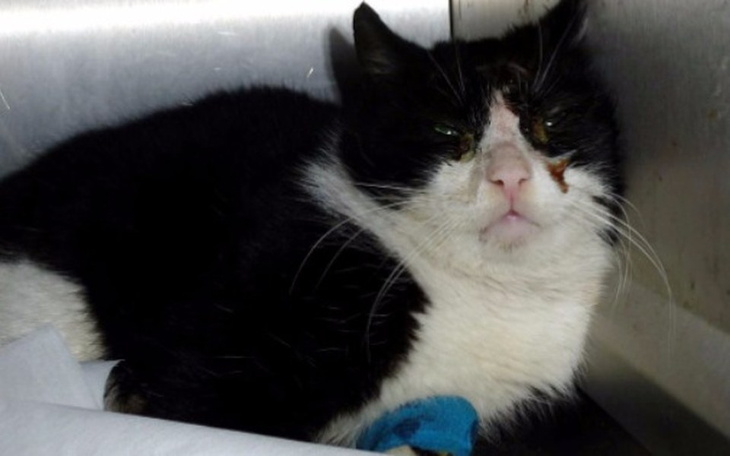 Czarny kot z białymi plamami, leżący na stole.