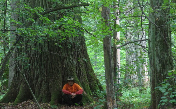 Zbiórka Książka Puszcza Gigantów - zdjęcie główne