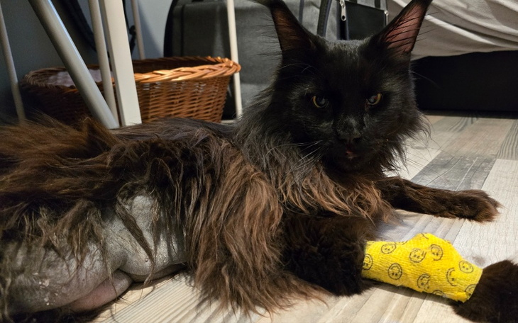 Kot z długim futrem, z opatrunkiem na nodze.