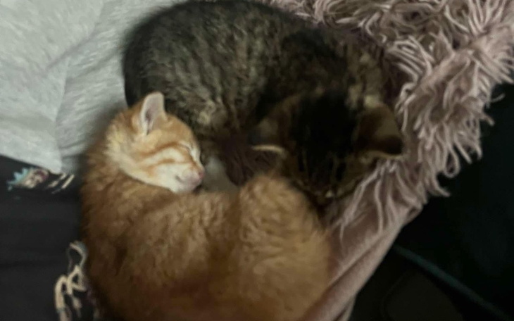 Zbiórka Dwa Kocurki Potrzebują Leczenia - zdjęcie główne