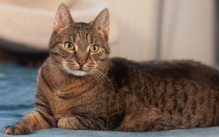 Kot leżący na niebieskim kocu, z wyrazistym spojrzeniem.