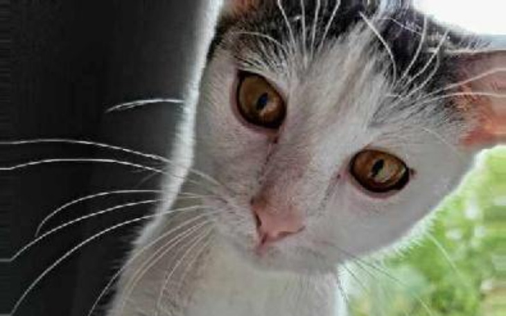 Zbiórka Migdał - walczy o życie - zdjęcie główne