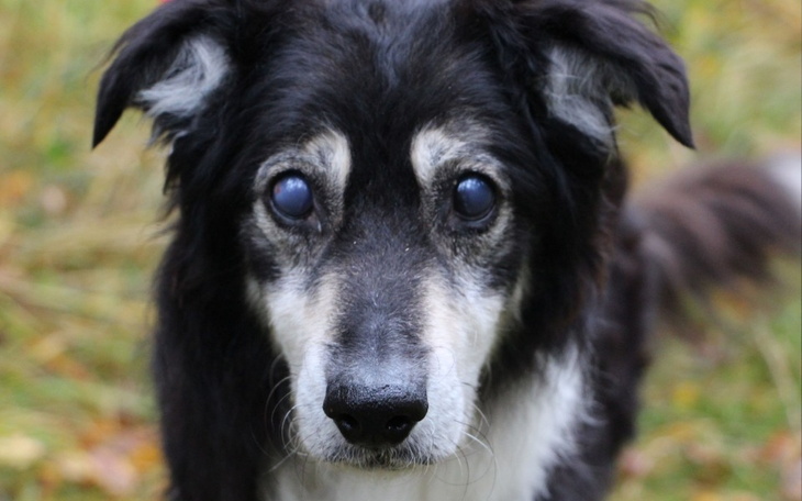 Zbiórka Implantacja rogówki Hacziko - zdjęcie główne