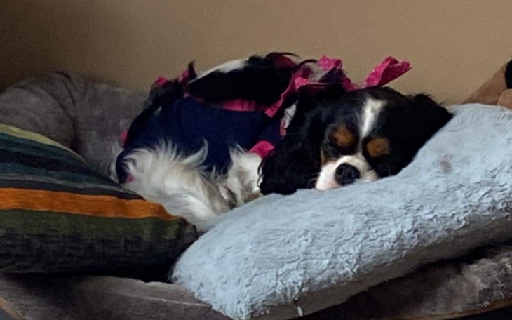 Zbiórka Lecznie Lilly - zdjęcie główne