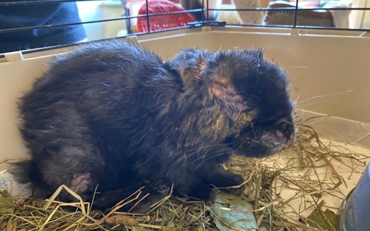 Zbiórka Dla Hoku walczymy z myksomatozą - zdjęcie główne