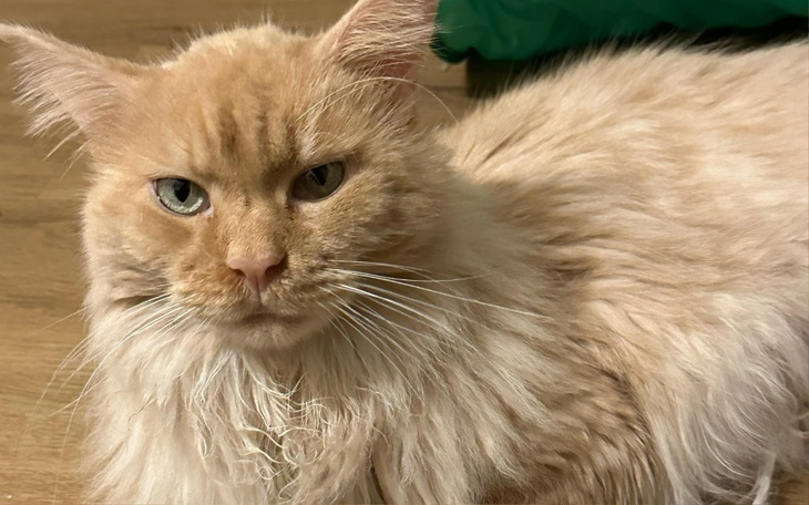 Rudy kot z długim futrem, wygląda na zrelaksowanego.