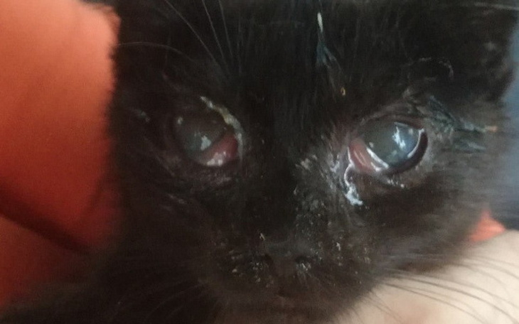 Zbiórka Wiktor chce żyć i widzieć - zdjęcie główne