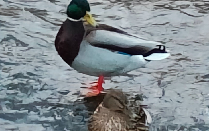 Kaczka stojąca na wodzie, obok niej druga kaczka.