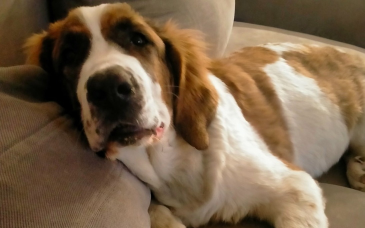 Zbiórka Na pilną operację mojej suczki - zdjęcie główne