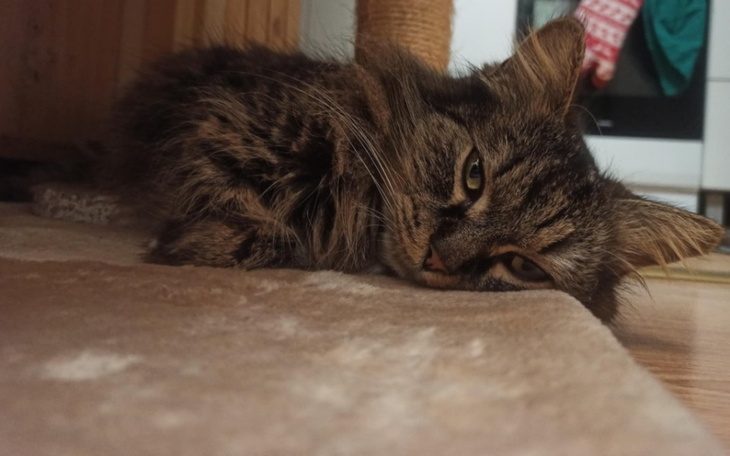 Kot leżący na dywanie, z wyrazem zrelaksowania.