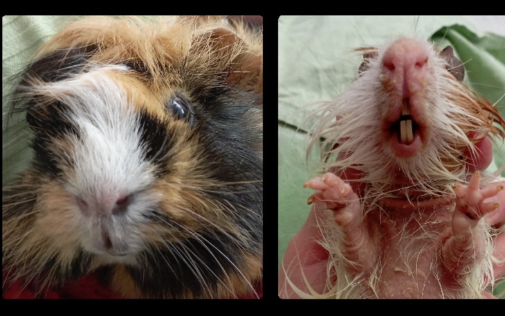 Zbiórka Na ratunek świnkom - zdjęcie główne