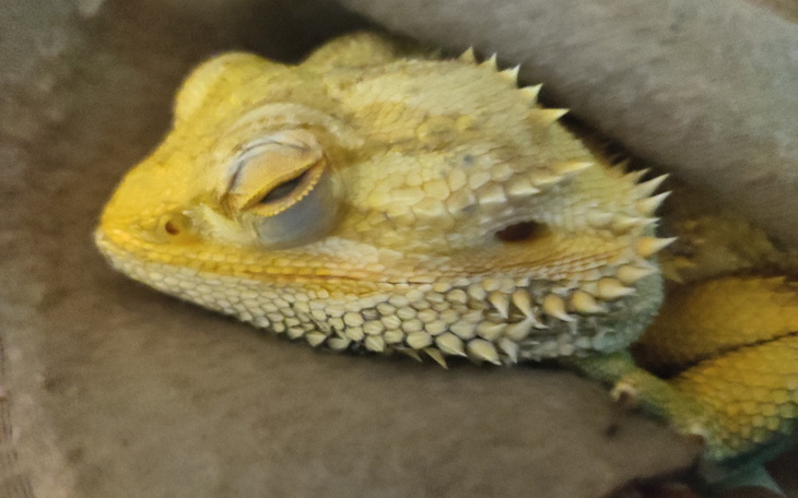 Zamknięte oko jaszczurki w naturalnym otoczeniu.