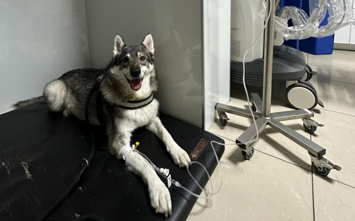 Pies w klinice weterynaryjnej, uśmiechnięty i z kroplówką.