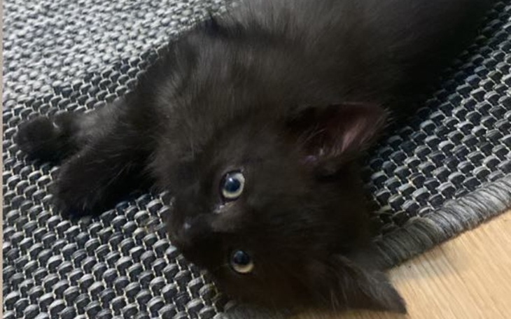 Zbiórka Lola prosi o pomoc w leczeniu - zdjęcie główne