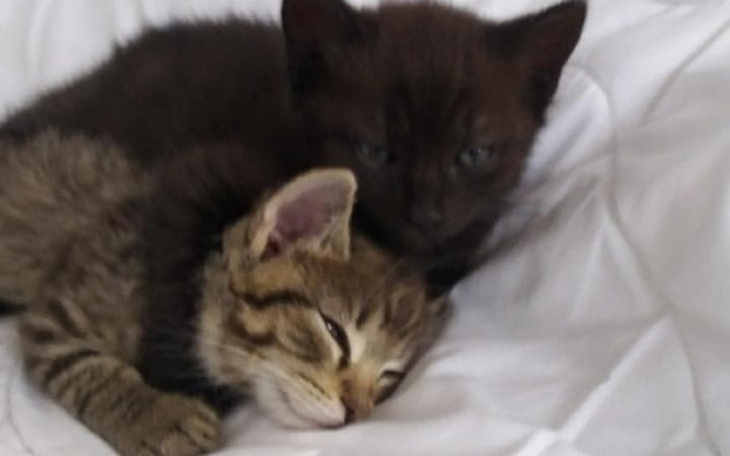 Zbiórka Pomagali -dziś potrzebują pomocy - zdjęcie główne