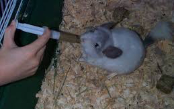 Zbiórka Chore szynszyle - zdjęcie główne