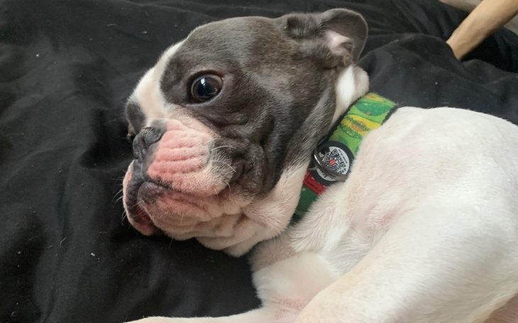 Buldog francuski leżący na czarnym kocu, z wyrazem twarzy.