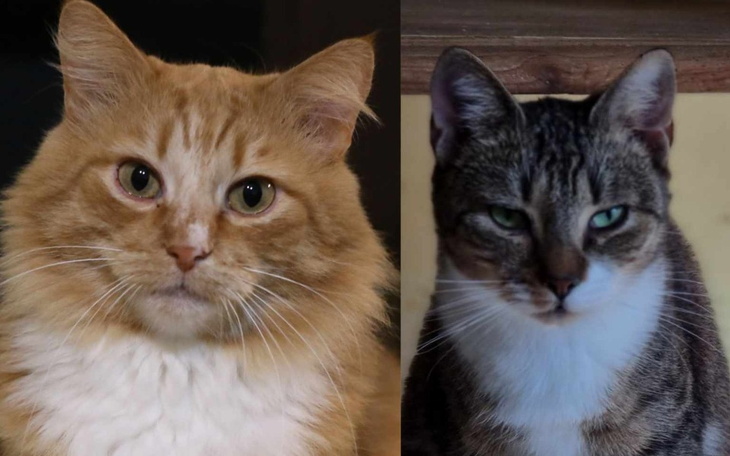 Zbiórka Bez operacji nie przeżyją SOS - zdjęcie główne