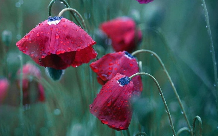 Czerwone maki pokryte kroplami deszczu na zielonym tle.