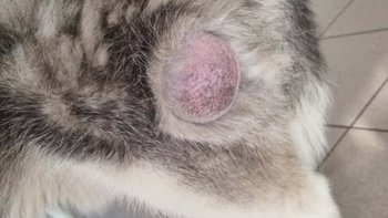 Zbiórka Cztery operacje, jeden pies 😭 - miniaturka zdjęcia