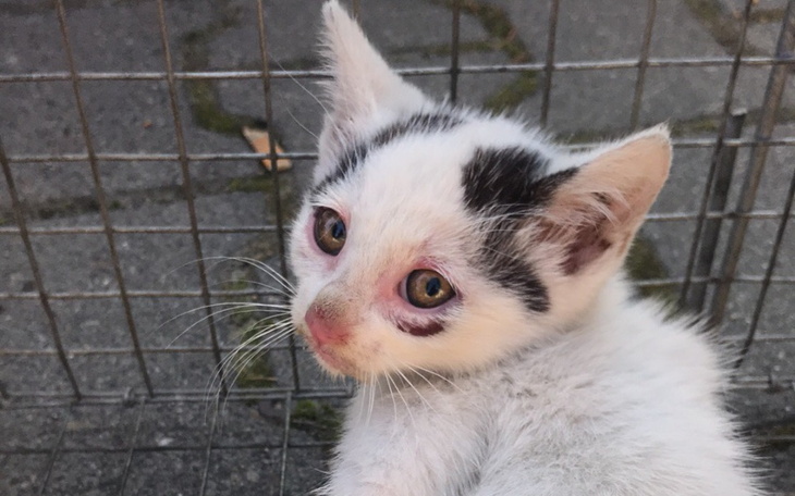 Zbiórka Żywołapki i wizyty u weterynarza - zdjęcie główne