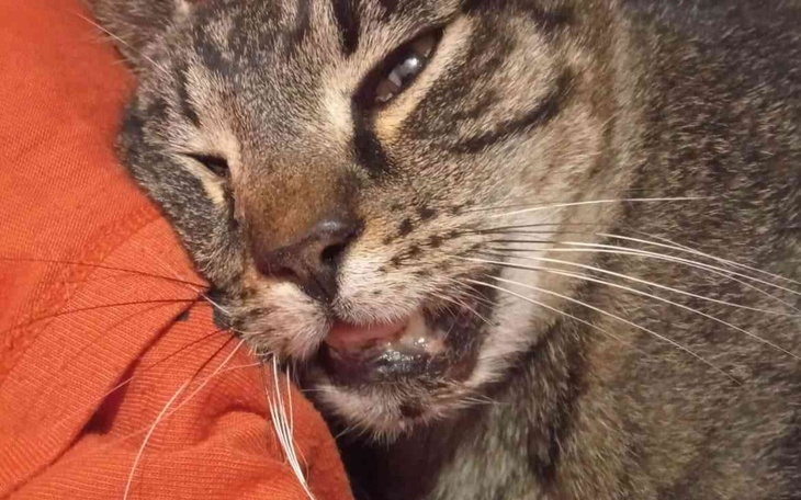 Zbiórka Pomóżcie uratować Hatiego - zdjęcie główne