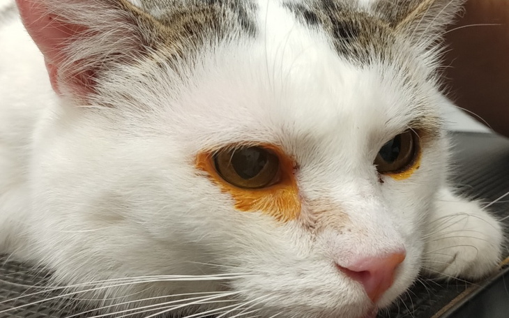 Zbiórka RTG ,biopsja ,endoskopia bezdomn - zdjęcie główne