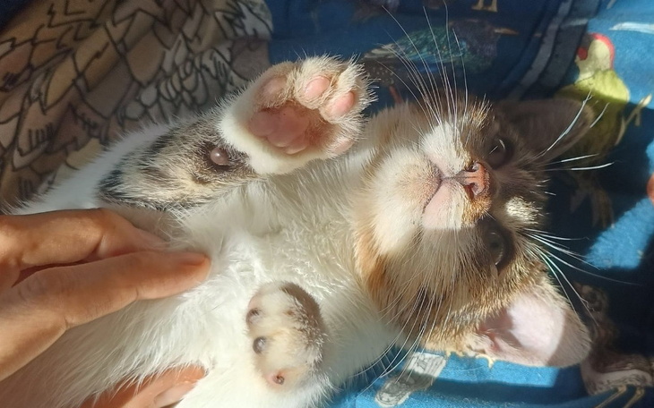 Zbiórka Pomóż kotkom z Misji - zdjęcie główne