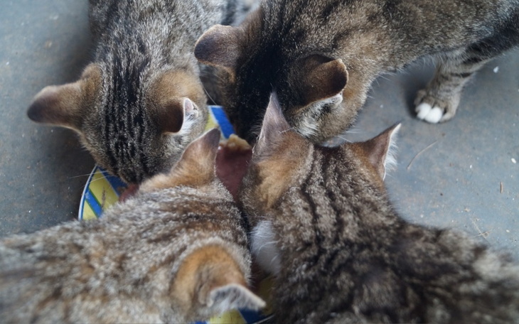 Zbiórka Sterylizacja i leczenie kitków - zdjęcie główne