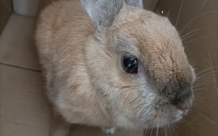 Zbiórka Potrzebne rzeczy dla królika - zdjęcie główne