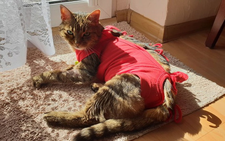 Zbiórka Pomoc dla Dusi - zdjęcie główne