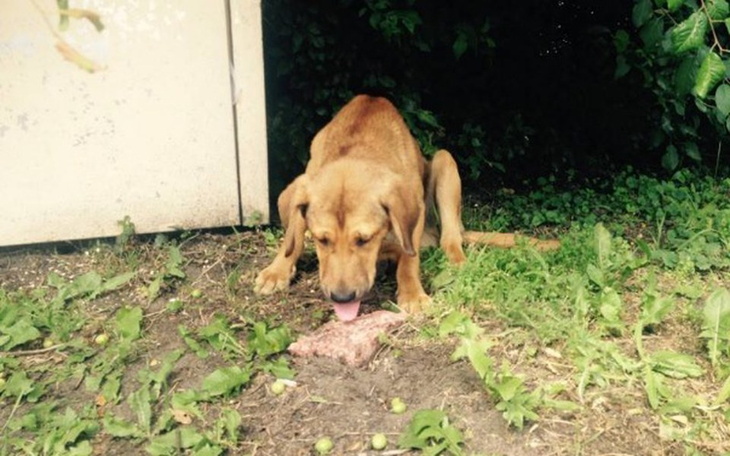 Zbiórka Podwójnie wyrzucony pies-POMOCY! - zdjęcie główne